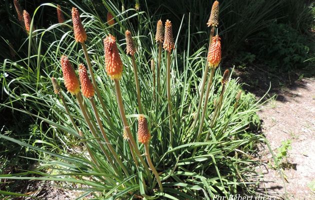 une grande fleur ?