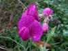 Fleurs à identifier