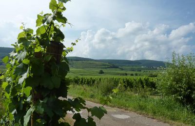☻ L'Alsace sous la canicule (2013) : Colmar et sa région