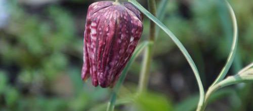 Gracile Fritilaire