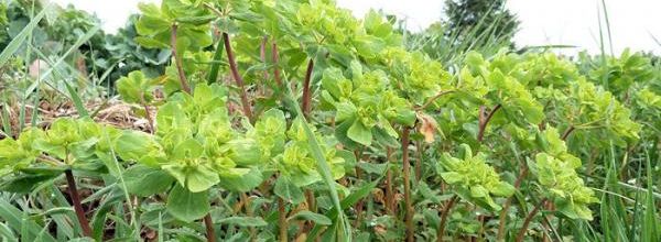 Euphorbia helioscopia - euphorbe réveille-matin