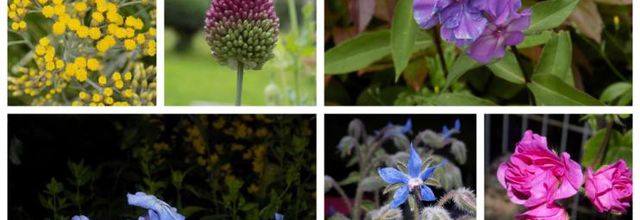 Les couleurs au jardin