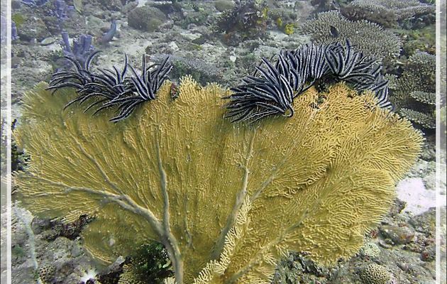 Gorgone géante (Annella mollis) et Comatules de Schlegel (Comaster schlegelii) perchées tels des oiseaux sur une branche - Beangovo - Tsarabanjina - Mitsio - Madagascar