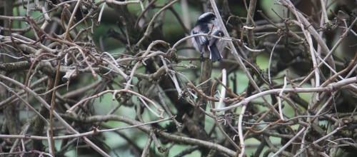 les mésanges à longue queue