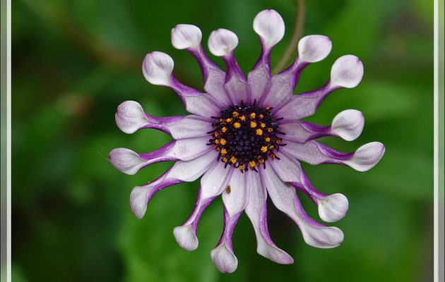 Fleurs de chez nous, dont des succulentes très exotiques : Afrique, Amérique du Sud, Mexique, et la dernière ramenée de l'Ile Rodrigues