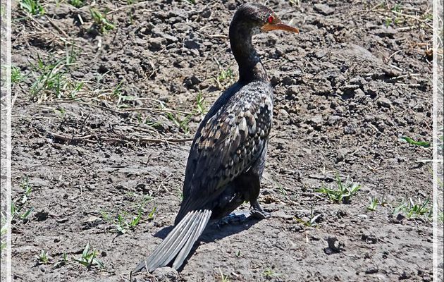 Cormoran africain, Reed Cormorant (Microcarbo africanus) - Safari nautique - Parc National de Chobe - Botswana