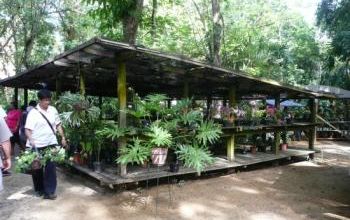 Orchidées du Suriname