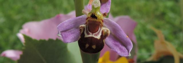 une orchidée sauvage ,  ophrys-apifera 