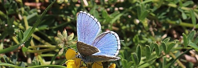 PAPILLONS D'HIER