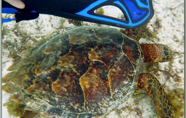Tortue imbriquée ou à écailles ou caret (Eretmochelys imbricata) - Praslin - Seychelles