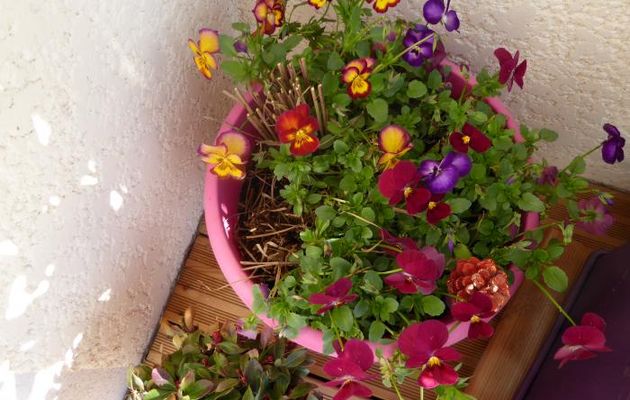 QUELQUES FLEURS DU JARDIN DE SOPHIE