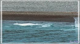 Observations de Bélugas (Baleines blanches, White whales) - Guillemard Bay - Prince of Wales Island - Nunavut - Canada