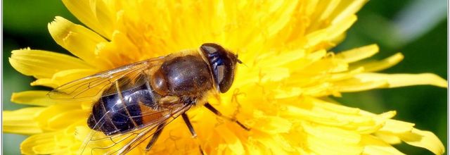 Eristale Tenace (1) - Eristale Gluant / Eristalis tenax