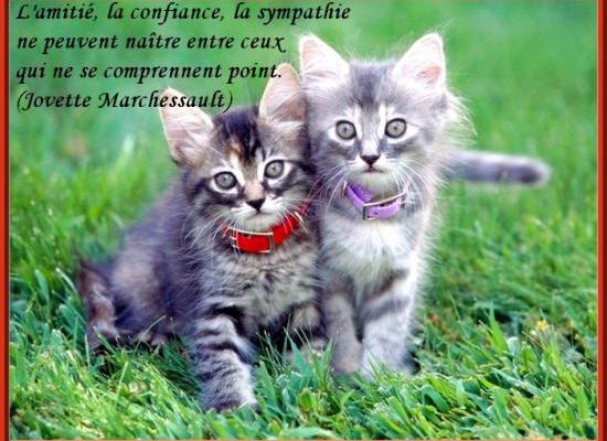 Citations en images l'amitié