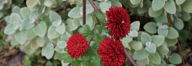 Chrysanthemum  indicum 'Ruby Mound'