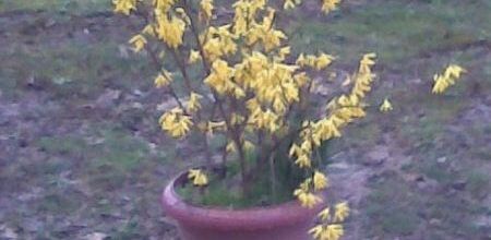 forsythia