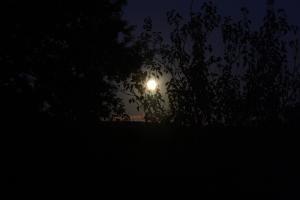Pleine Lune entre les arbres
