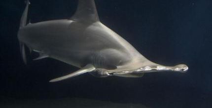 Sphyrna tiburo