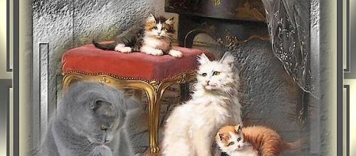  Nos amis les chats .