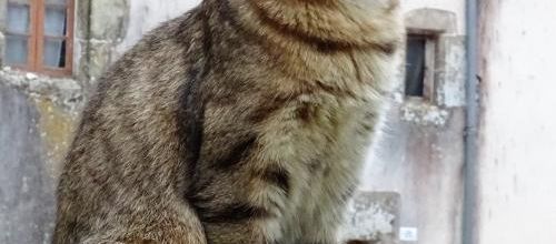 Dimanche c'est chat