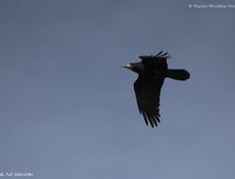 Corbeau freux 