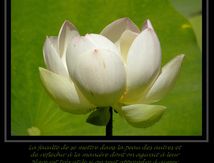 Lotus sacré (Nelumbo nucifera)