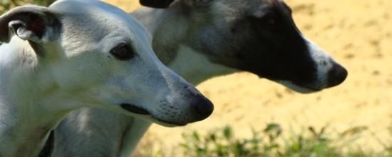 Le whippet, un compagnon formidable!