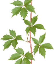 ѼVegetation