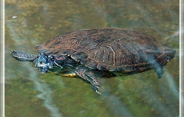 Tortue d'eau douce - Parque das Aves - Foz do Iguaçu - Brésil