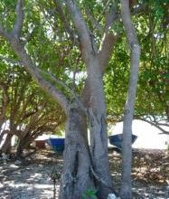 L'arbre le plus dangereux du monde ? 