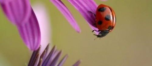 Simplicité d’un élan amoureux