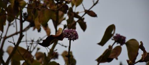 retour du lilas