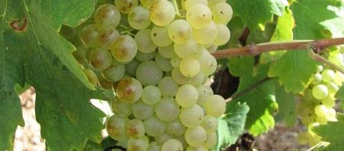 ... c'est le moment des vendanges...