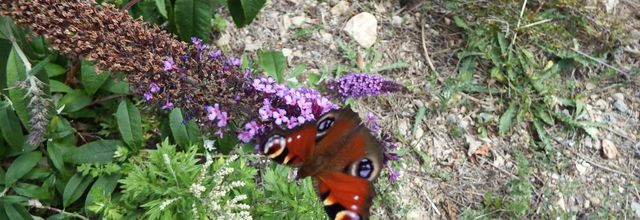 des papillons sur l'arbre à papillons