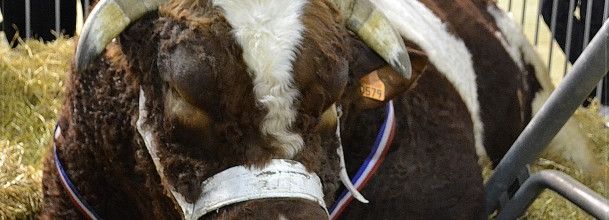 Salon de l'agriculture 2013 : Chabal, un champion de 1 790 kilos