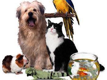 S'assurer de la présence des animaux de compagnie