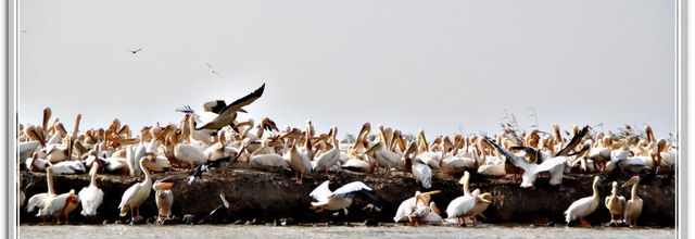 LE NICHOIR   DES  PELICANS DJOUDJ  No2 FIN 