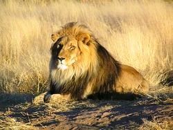 Le lion (A & A et cie n° 128)