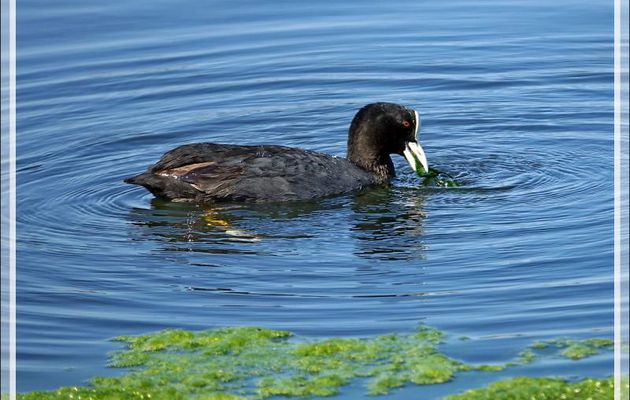 Foulque macroule (Fulica atra) - La Couarde-sur-Mer - Ile de Ré - 17