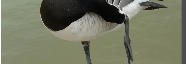 La dernière poche