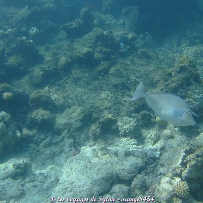 Egypte Makady bay