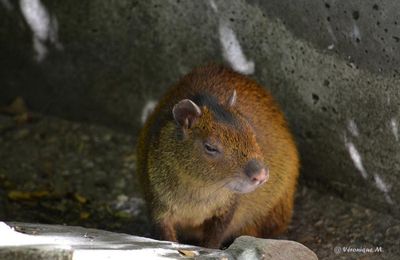 Ménagerie du Jardin des Plantes : L'Agouti à dos noir
