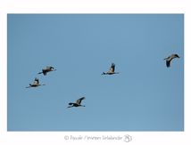 Dans le ciel de Camargue, les Grues cendrées...