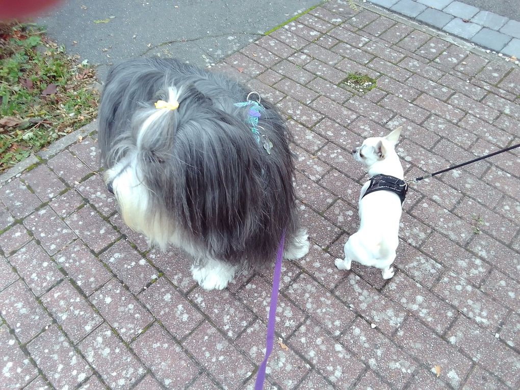 diaporama * Octavia & son p'tit amoureux Vasco (Chihuahua) lol - photos du 12.10.2025