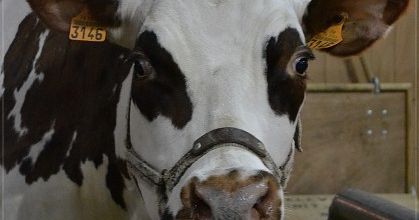 Salon de l'agriculture 2013 : La Normande