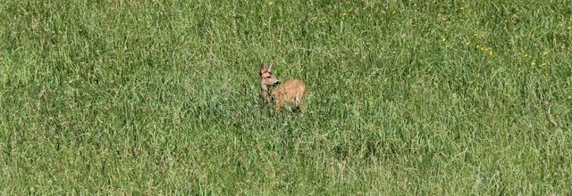 Rencontres lotoises : le chevreuil