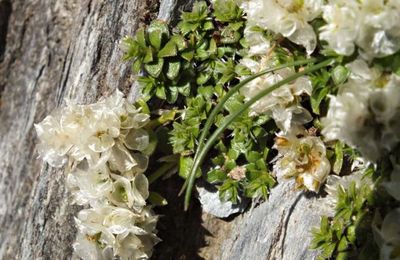 Paronychia kapela subsp. serpyllifolia  -  paronique à feuilles de serpolet
