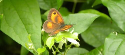 Des Myrtils