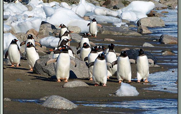 Derniers regards sur les Manchots Papous de la plage de Neko Harbour en compagnie, ici, d'un Phoque de Weddell - Paradise Bay - Péninsule Antarctique