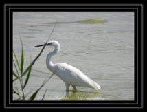 Aigrette garzette - Egretta garzetta